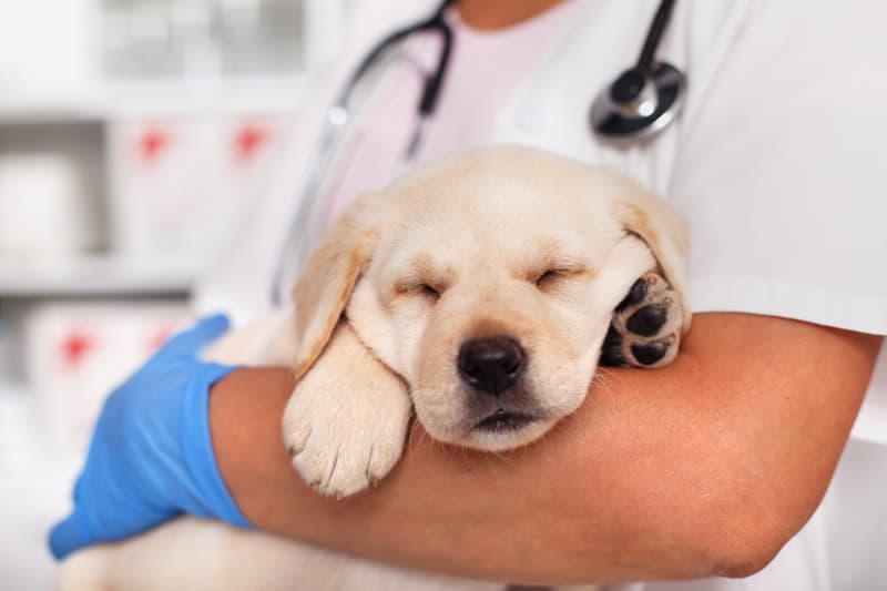 Nuestros veterinarios te ayudarán a cuidar de tu mascota