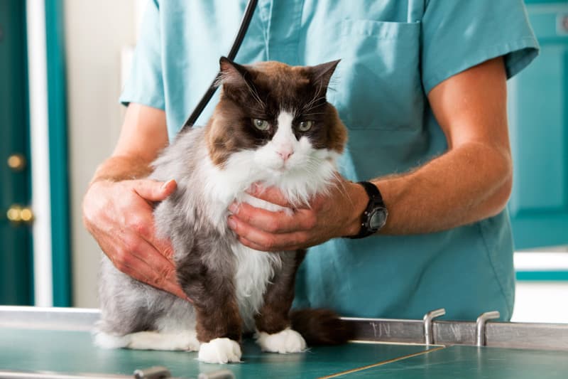 Uno de cada seis gatos mayores de siete años sufre hipertensión arterial