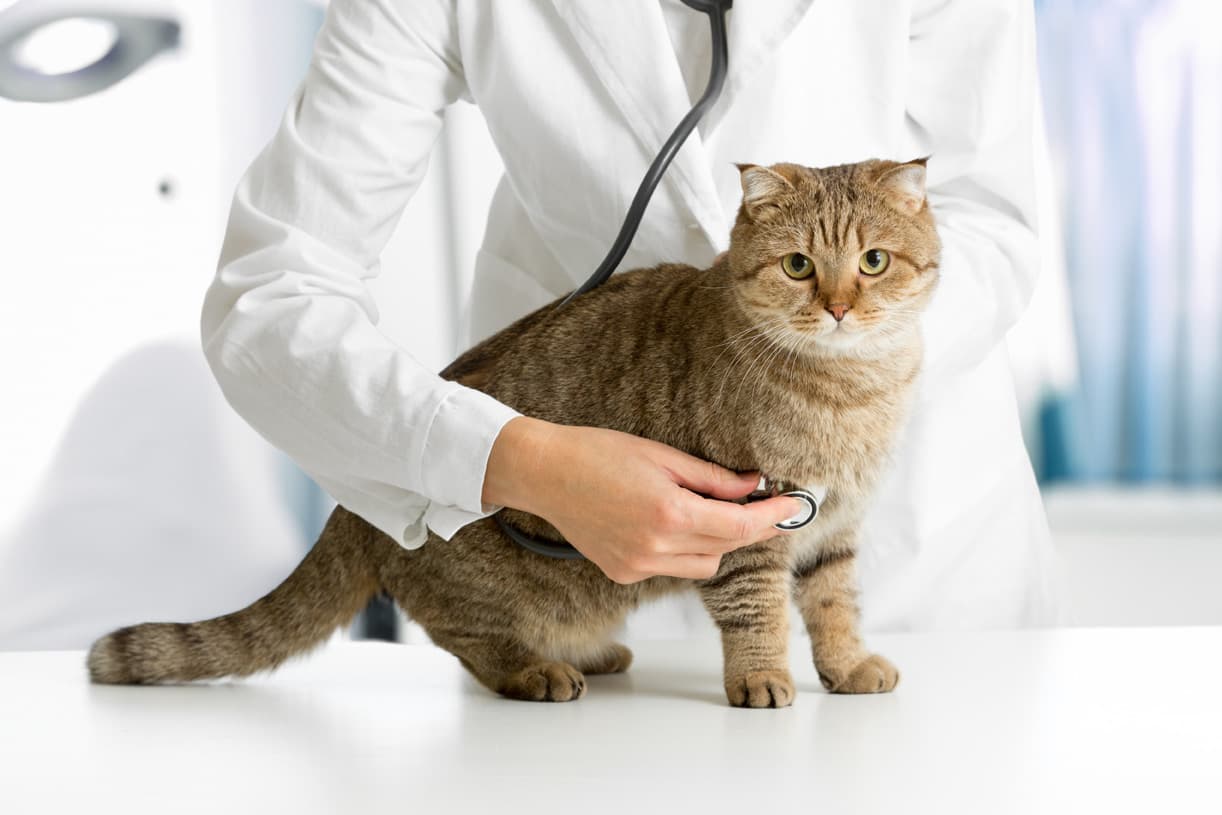 Síntomas de la hipertensión en los gatos