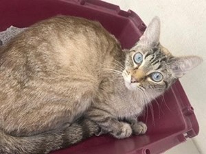 ACUDE CON TU GAT@ AL VETERINARIO SIN ESTRÉS