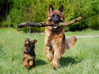 ALTO RIESGO DE GARRAPATAS: ALERTA ZOONOSIS, PROTÉGETE - PROTÉGELO.
