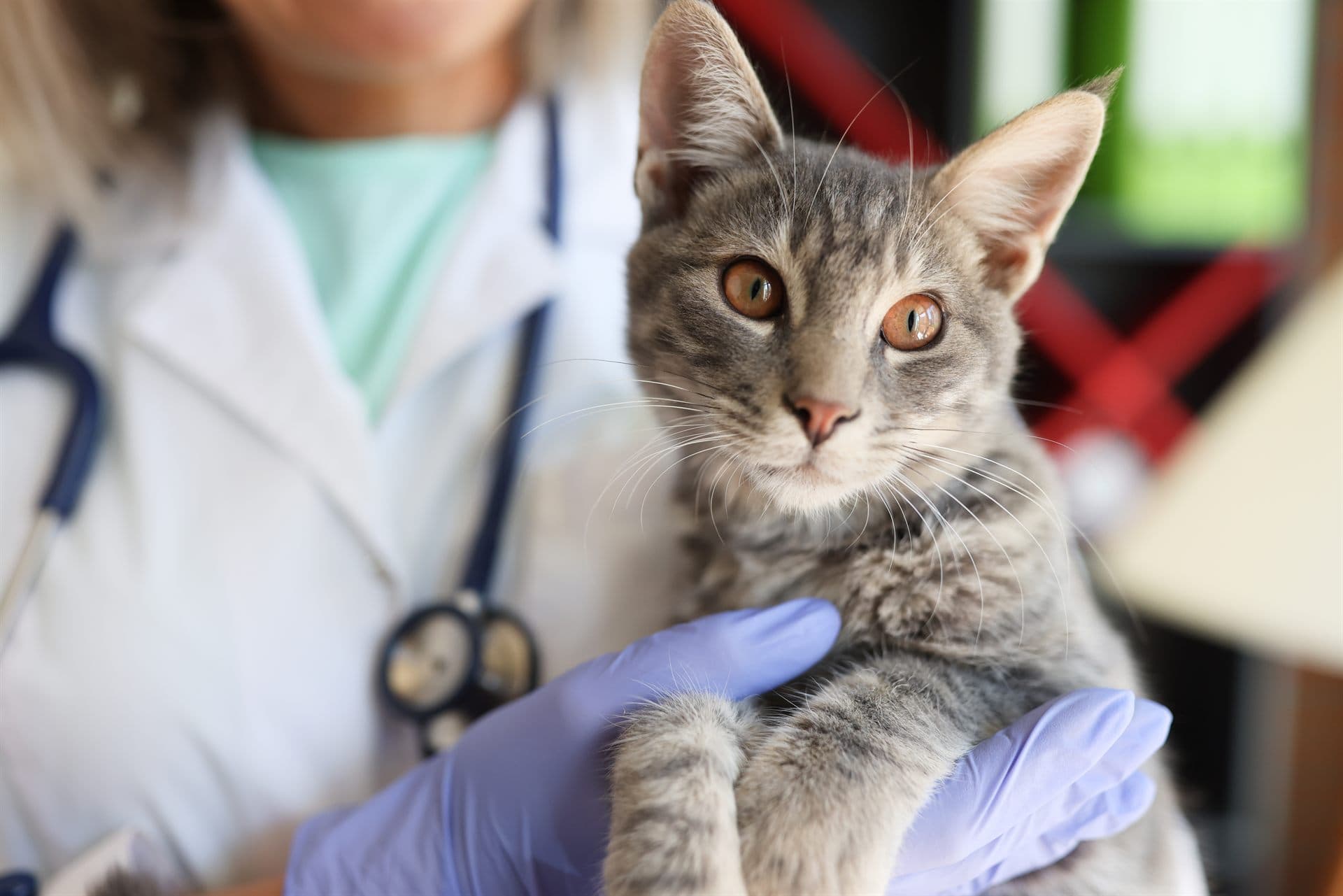 Actualidad de la clínica veterinaria Tecsagés en Ourense
