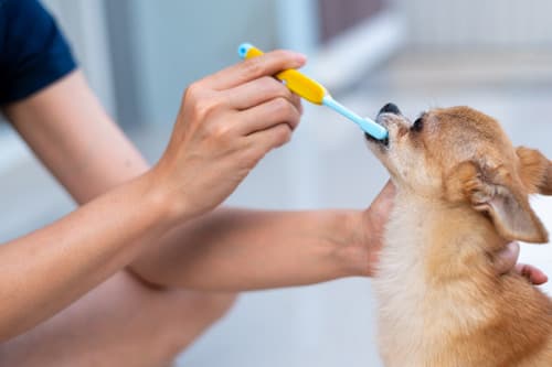 Cepilla y enjuaga los dientes