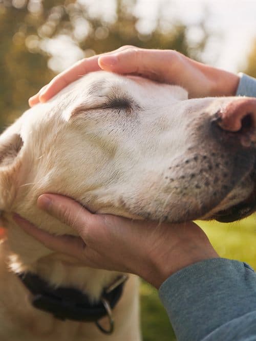 Perro senior durante su chequeo geriátrico en Ourense