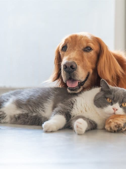 Fachada y recepción del centro veterinario Tecsagés en Ourense