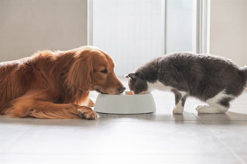 Control del peso y la obesidad en mascotas en Ourense