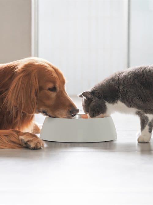 Perro sobre la báscula en el control de obesidad de la clínica veterinaria de Ourense