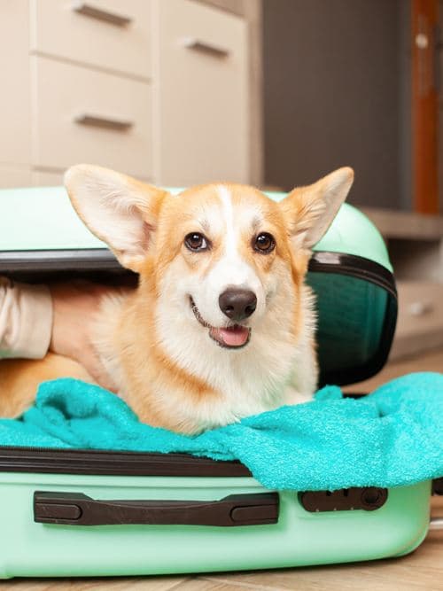 Perro dentro de una maleta preparado para viajar con su documentación en regla desde Ourense
