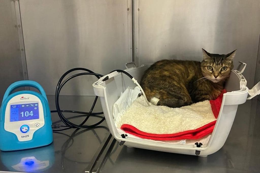 Gata conectada al medidor de tensión arterial en la clínica veterinaria de Ourense