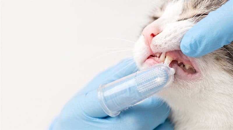 Revisión e higiene dental de mascotas en Ourense