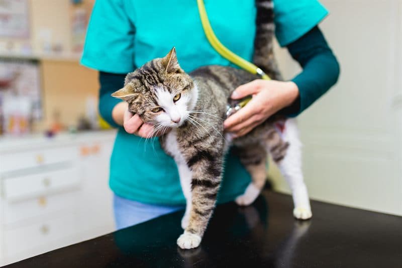 Control de la hipertensión felina en el veterinario de Ourense