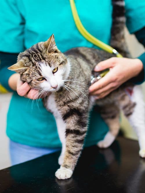 Gato mayor en la consulta veterinaria de Ourense para medir su tensión