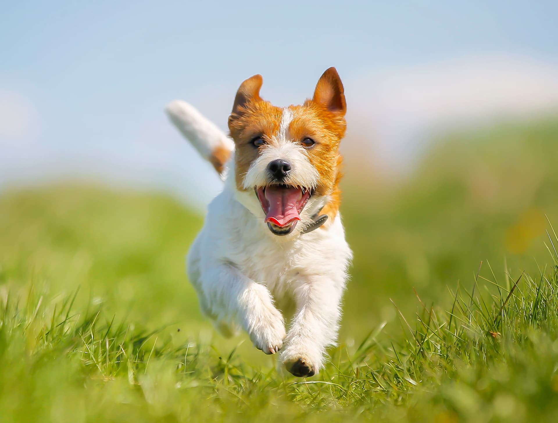 Conoce lo que cuentan de Clínica Veterinaria Tecsagés