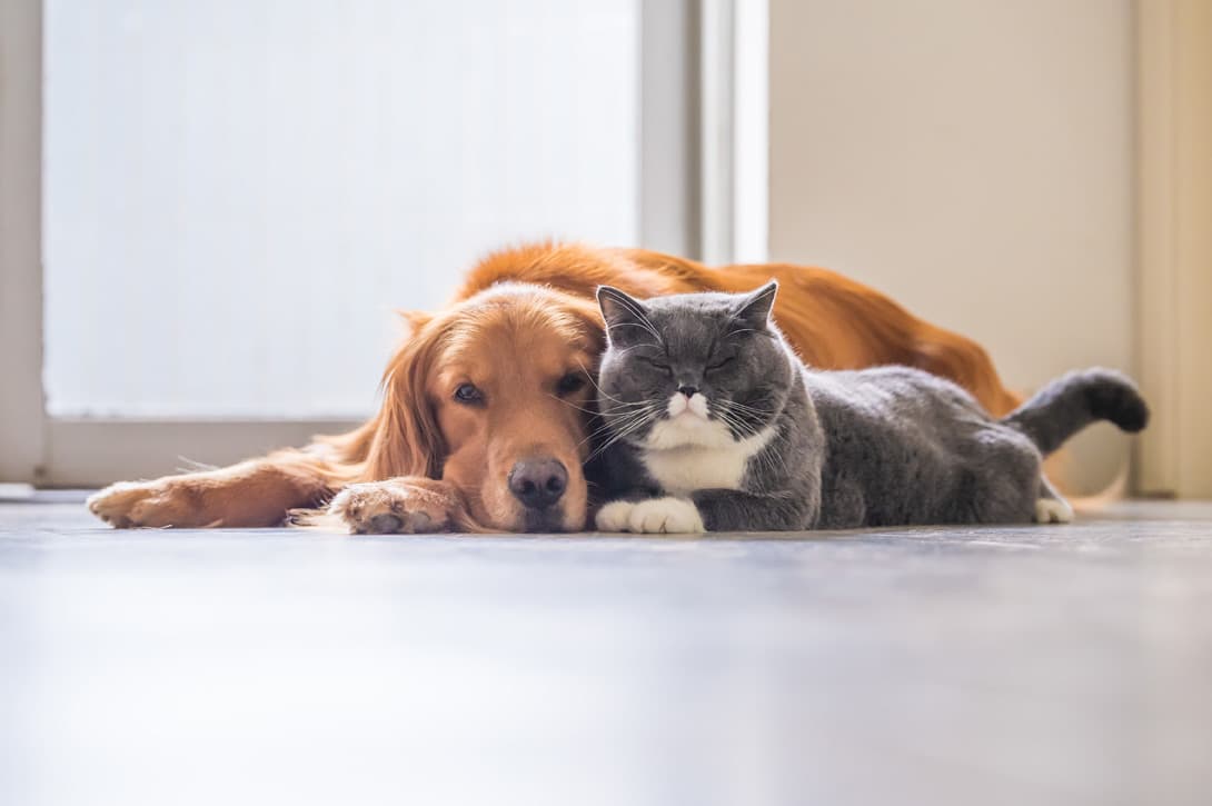 Programa especial senior: chequeo geriátrico para perros y gatos