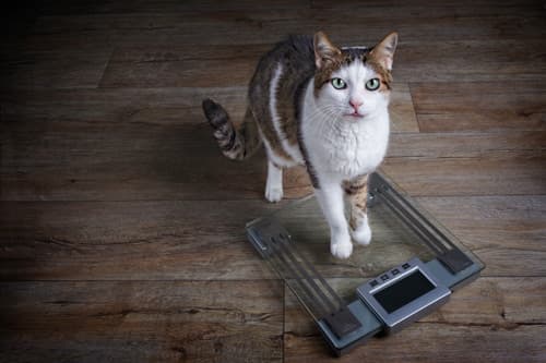 Control de obesidad en mascotas