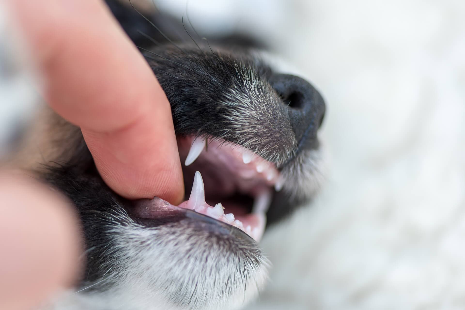 Revisión dental para mascotas en Ourense
