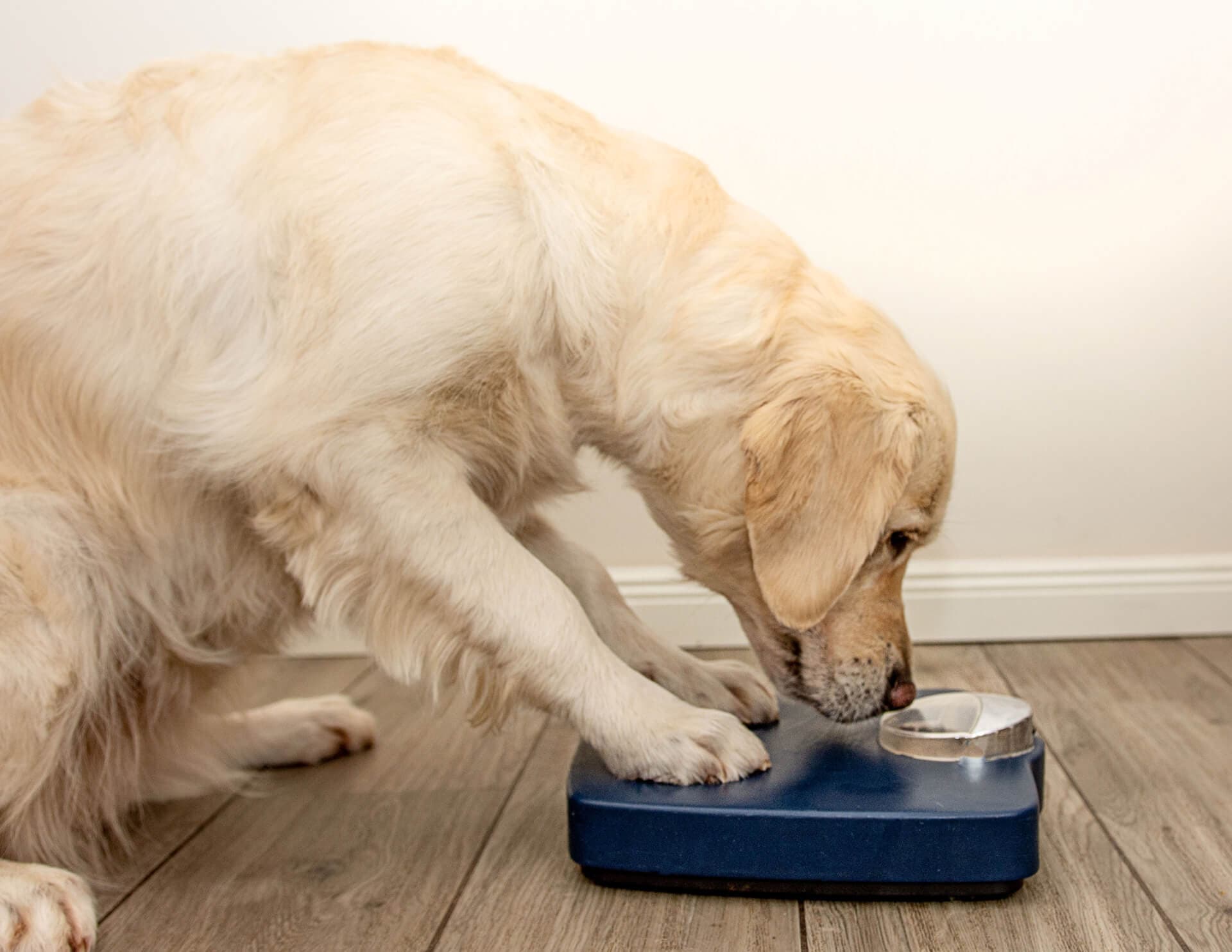 Control de obesidad en perros y gatos en Ourense