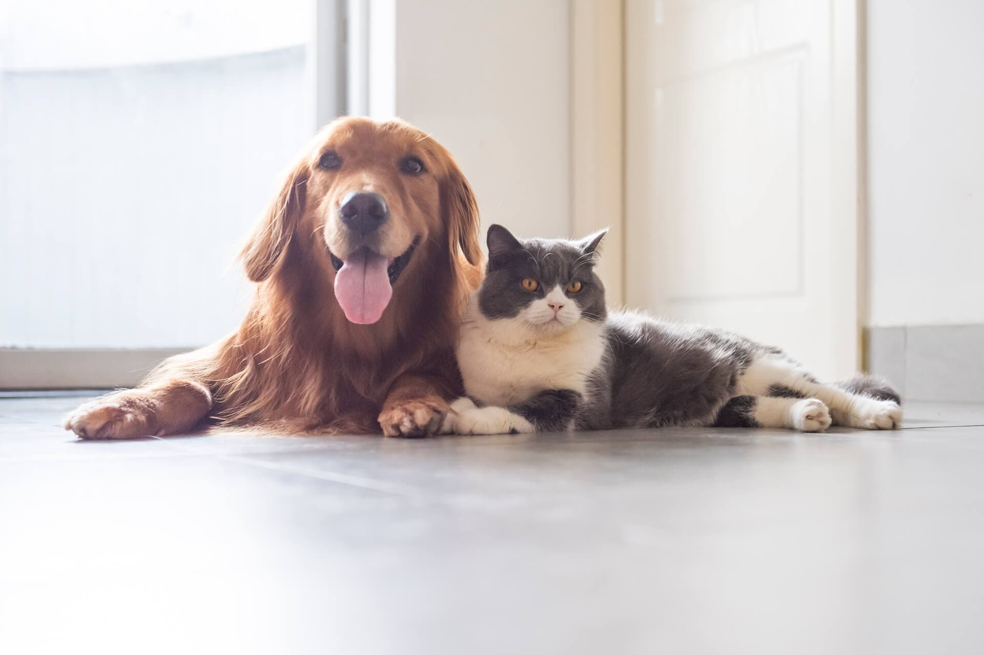 Programas de salud de nuestra clínica veterinaria en Ourense