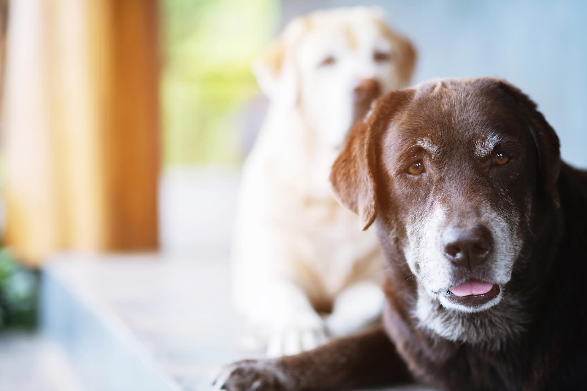 Cuidado de mascotas senior en Ourense