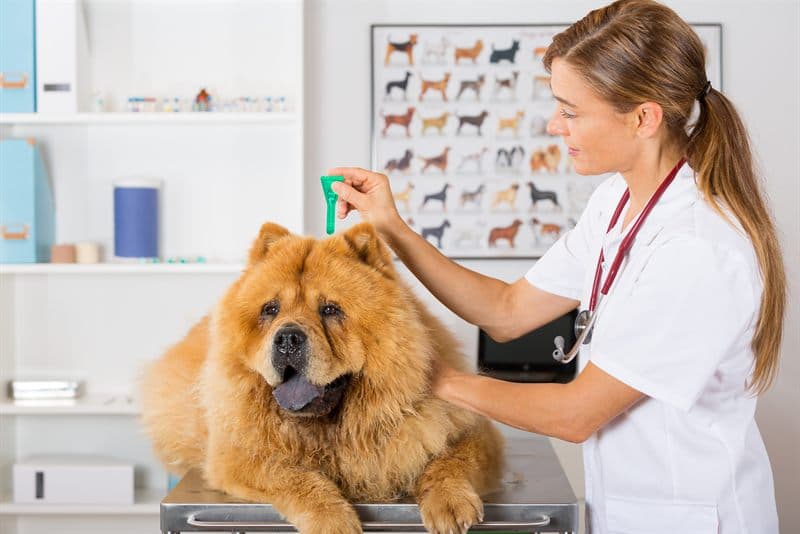 Prevención de la leishmaniosis canina en Ourense