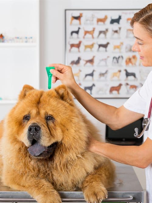 Perro protegido frente a la leishmaniosis en Ourense