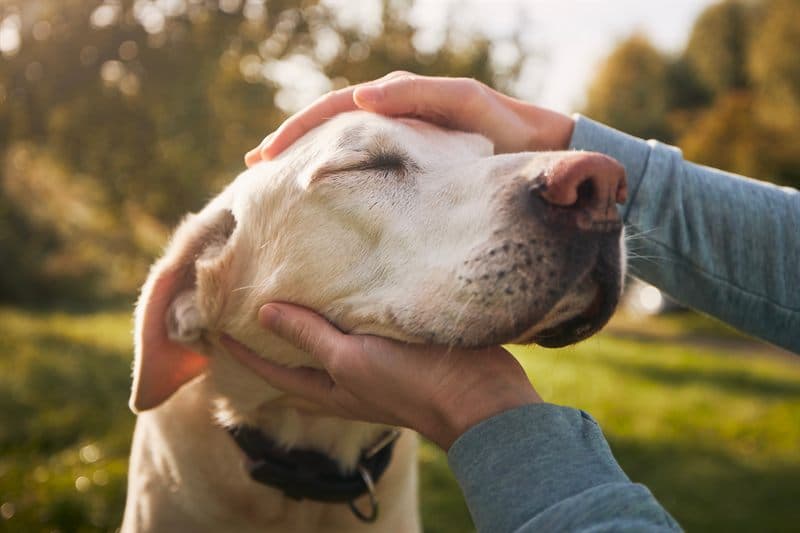 Chequeo geriátrico para perros y gatos senior en Ourense