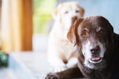 programas para mascotas en la vejez