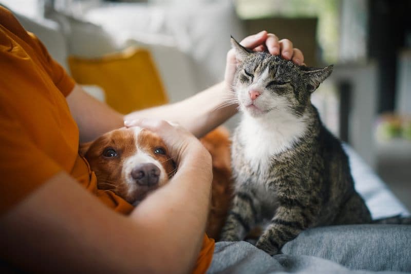 Servicios de la clínica veterinaria Tecsagés en Ourense
