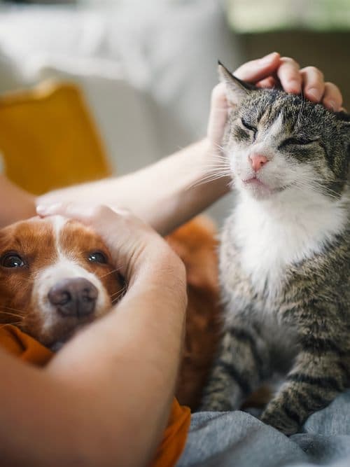 Veterinaria de Tecsagés atendiendo a un perro en la consulta de Ourense