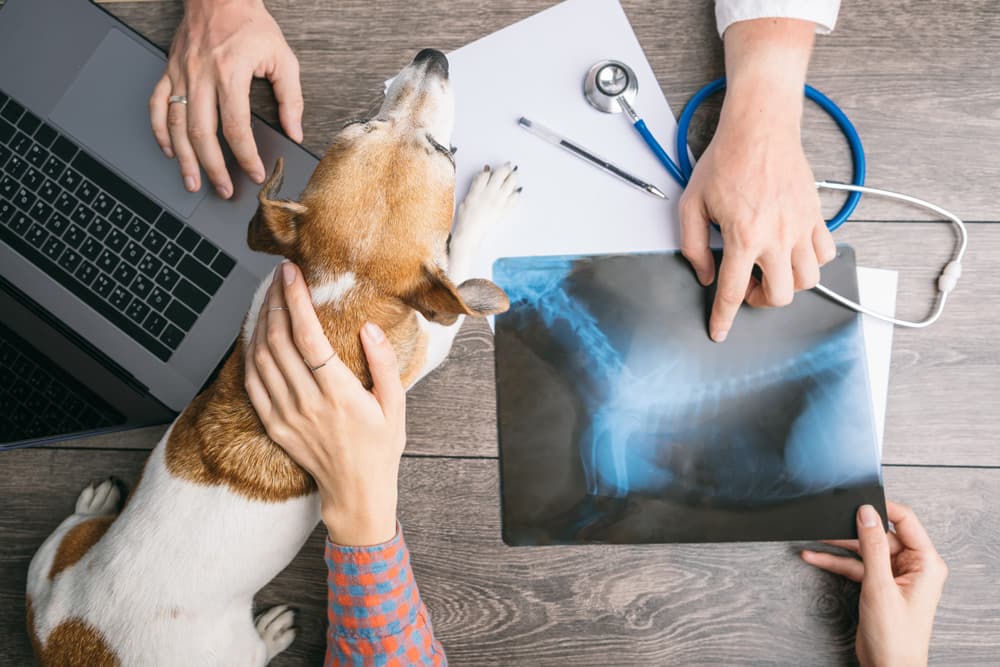 Servicios ofrecidos en Clínica Veterinaria Tecsagés