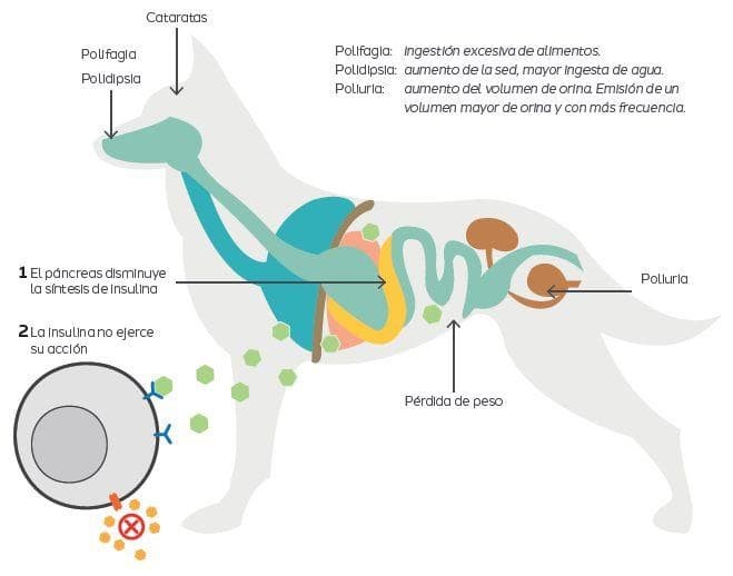 MANEJO DE LA DIABETES MELLITUS CANINA - Imagen 1