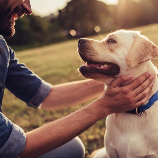 Protege a tu perro por 99 € al año
